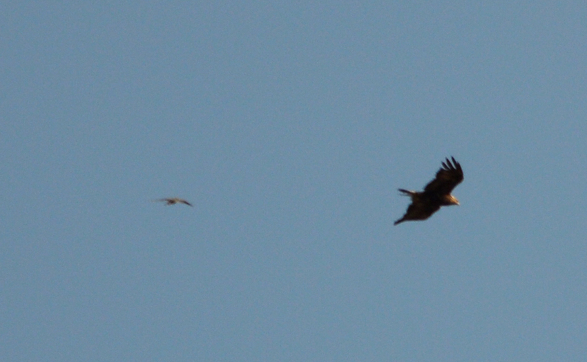 Aquila Reale